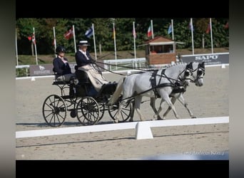 Welsh B, Hongre, 7 Ans, 125 cm, Blanc