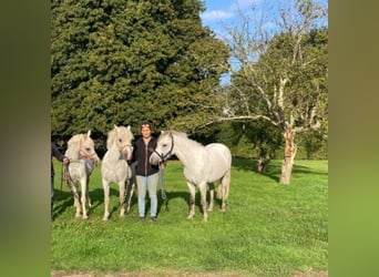 Welsh B, Hongre, 7 Ans, 125 cm, Blanc