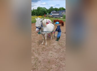 Welsh B, Hongre, 7 Ans, 128 cm, Gris