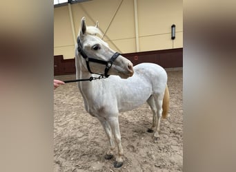 Welsh B, Hongre, 7 Ans, 128 cm, Gris