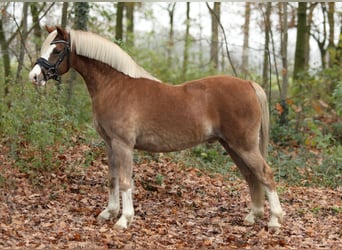 Welsh B, Hongre, 7 Ans, 132 cm, Alezan