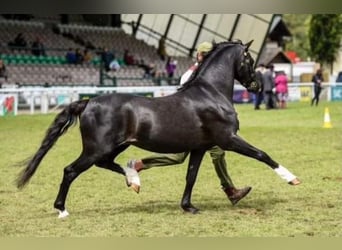 Welsh B, Hongre, 7 Ans, 133 cm, Alezan brûlé