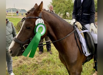 Welsh B, Hongre, 7 Ans, 133 cm, Alezan brûlé