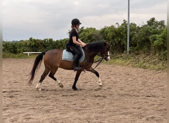 Welsh B, Hongre, 7 Ans, 133 cm, Bai