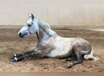 Welsh B, Hongre, 7 Ans, 143 cm, Gris pommelé