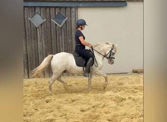 Welsh B, Hongre, 8 Ans, 130 cm, Gris