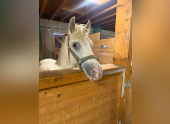 Welsh B, Hongre, 8 Ans, 130 cm, Gris