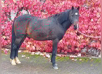 Welsh B, Hongre, 8 Ans, 132 cm, Bai brun