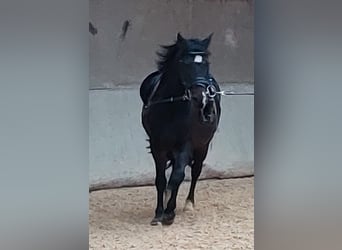 Welsh B, Hongre, 8 Ans, 132 cm, Bai brun