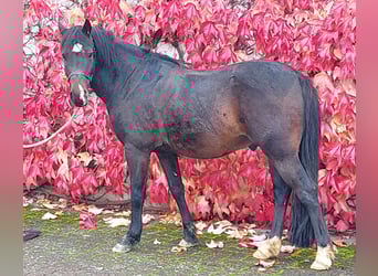 Welsh B, Hongre, 8 Ans, 132 cm, Bai brun