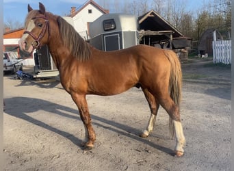Welsh B, Hongre, 9 Ans, 131 cm, Alezan