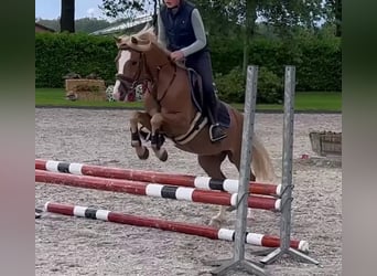 Welsh B, Hongre, 9 Ans, 132 cm, Alezan