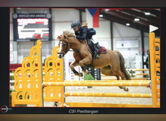 Welsh B, Jument, 10 Ans, 127 cm, Alezan