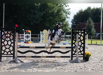 Welsh B, Jument, 10 Ans, 131 cm, Gris