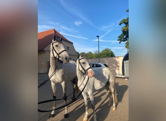 Welsh B, Jument, 10 Ans, 133 cm, Gris