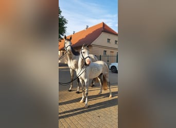 Welsh B, Jument, 10 Ans, 133 cm, Gris