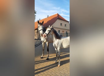 Welsh B, Jument, 10 Ans, 133 cm, Gris