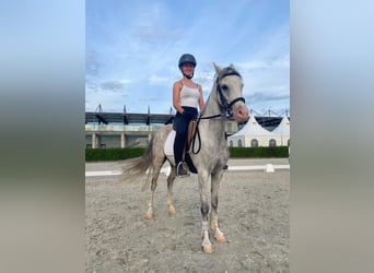 Welsh B, Jument, 10 Ans, 133 cm, Gris