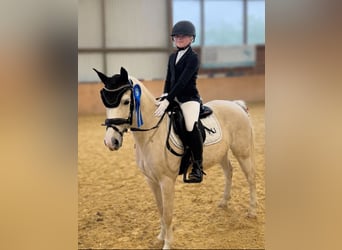 Welsh B, Jument, 11 Ans, 131 cm, Palomino