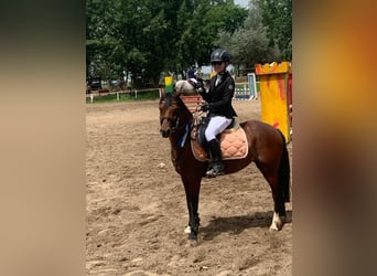 Welsh B, Jument, 11 Ans, 135 cm, Bai cerise