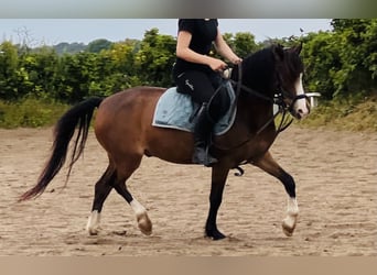 Welsh B, Jument, 11 Ans, 136 cm, Bai