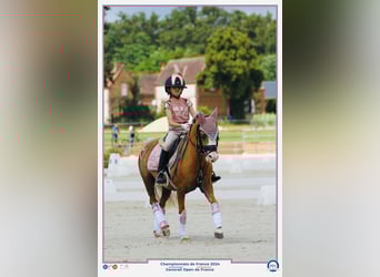 Welsh B, Jument, 12 Ans, 122 cm, Palomino