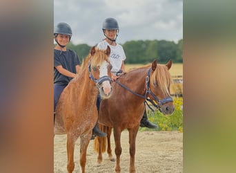 Welsh B, Jument, 12 Ans, 127 cm, Alezan