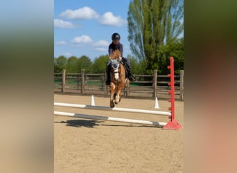 Welsh B, Jument, 12 Ans, 127 cm, Alezan