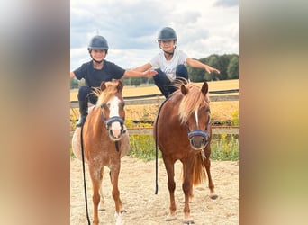 Welsh B, Jument, 12 Ans, 127 cm, Alezan
