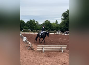 Welsh B Croisé, Jument, 12 Ans, 128 cm, Noir