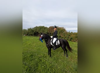 Welsh B Croisé, Jument, 12 Ans, 128 cm, Noir