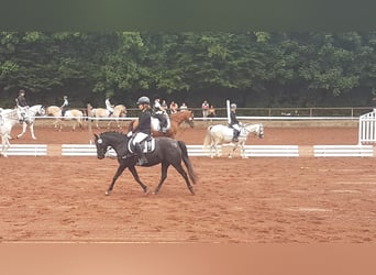 Welsh B Croisé, Jument, 12 Ans, 128 cm, Noir