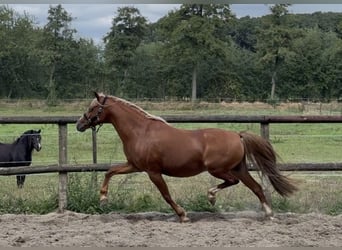 Welsh B, Jument, 13 Ans, 130 cm, Alezan