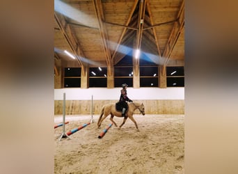 Welsh B, Jument, 14 Ans, 130 cm, Palomino