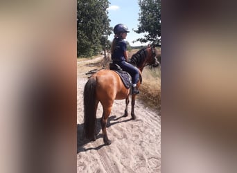 Welsh B, Jument, 15 Ans, 119 cm, Bai