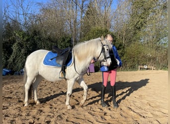 Welsh B, Jument, 15 Ans, 125 cm, Gris