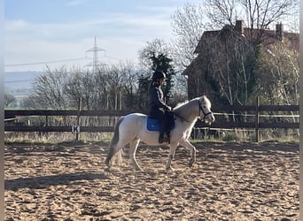 Welsh B, Jument, 15 Ans, 125 cm, Gris