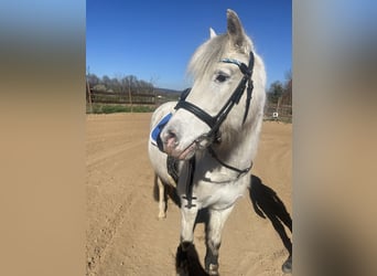 Welsh B, Jument, 15 Ans, 125 cm, Gris