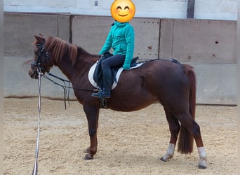 Welsh B, Jument, 16 Ans, 131 cm, Alezan