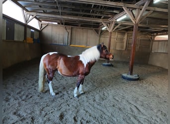 Welsh B Croisé, Jument, 17 Ans, 130 cm, Pinto