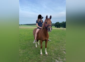 Welsh B, Jument, 19 Ans, 140 cm, Alezan