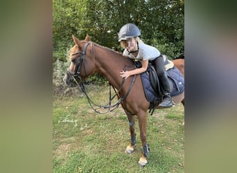 Welsh B, Jument, 21 Ans, 128 cm, Alezan brûlé