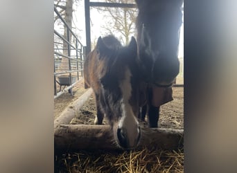 Welsh B Croisé, Jument, 2 Ans, 115 cm, Buckskin