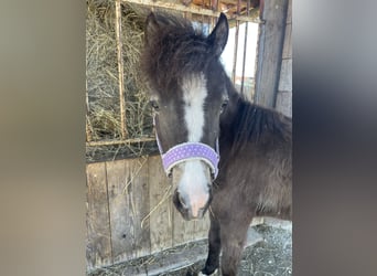 Welsh B Croisé, Jument, 2 Ans, 115 cm, Buckskin