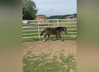 Welsh B Croisé, Jument, 2 Ans, 115 cm, Buckskin