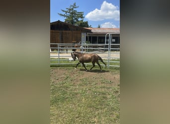 Welsh B Croisé, Jument, 2 Ans, 115 cm, Buckskin