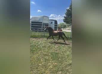 Welsh B Croisé, Jument, 2 Ans, 115 cm, Buckskin