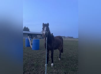 Welsh B Croisé, Jument, 2 Ans, 115 cm, Buckskin