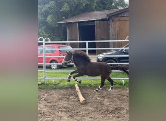 Welsh B Croisé, Jument, 2 Ans, 115 cm, Buckskin
