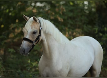 Welsh B, Jument, 2 Ans, 132 cm, Palomino